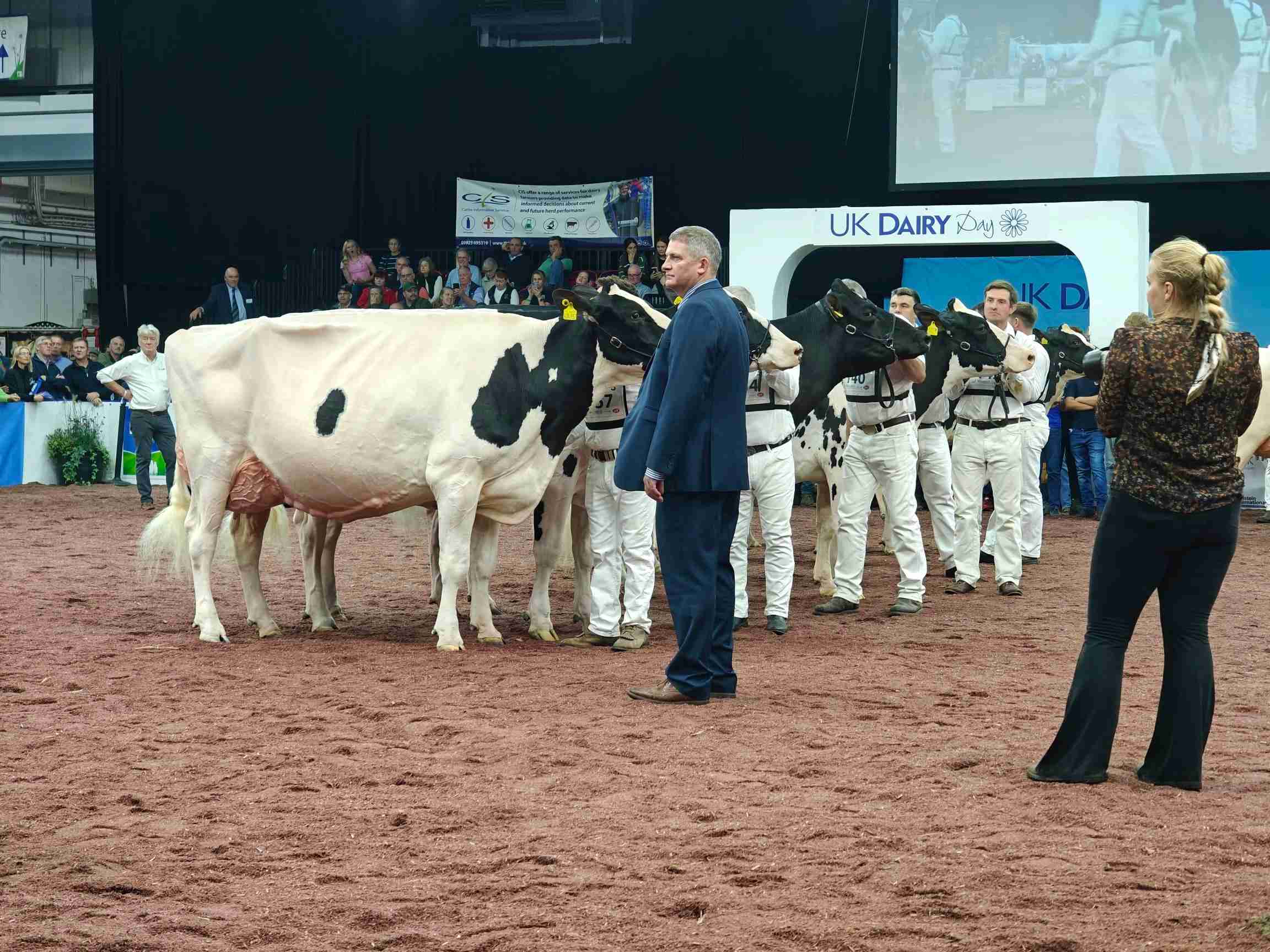 Cows and man