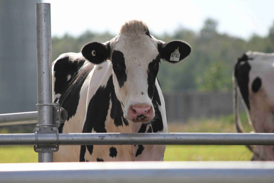 Holstein cow